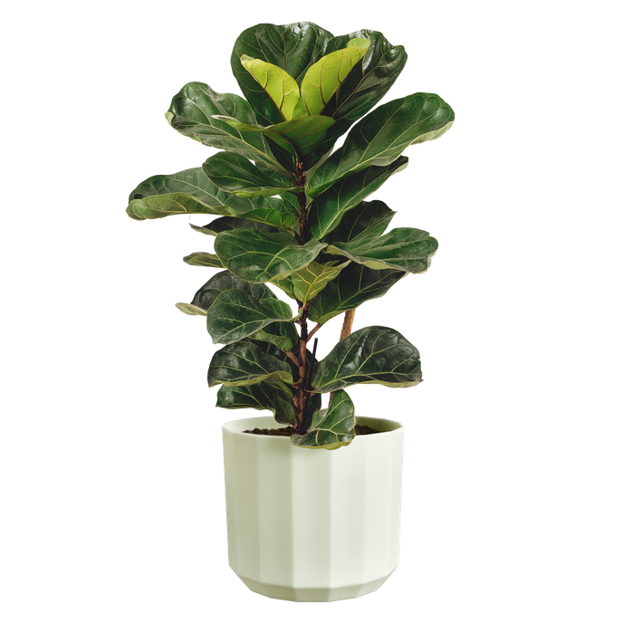 facet rond 23cm theegroen